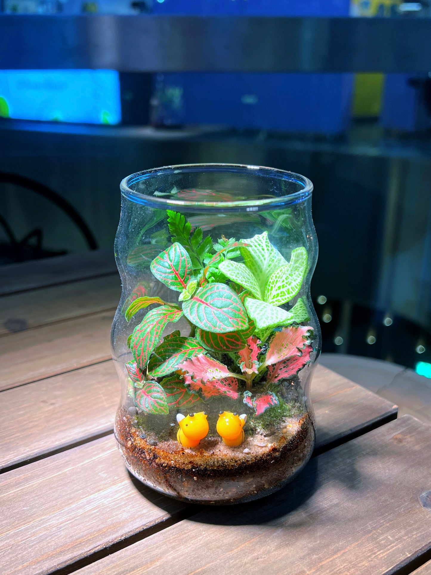 Fittonia & Fern with Moss Arrangement in Tall Wave Glass Terrarium