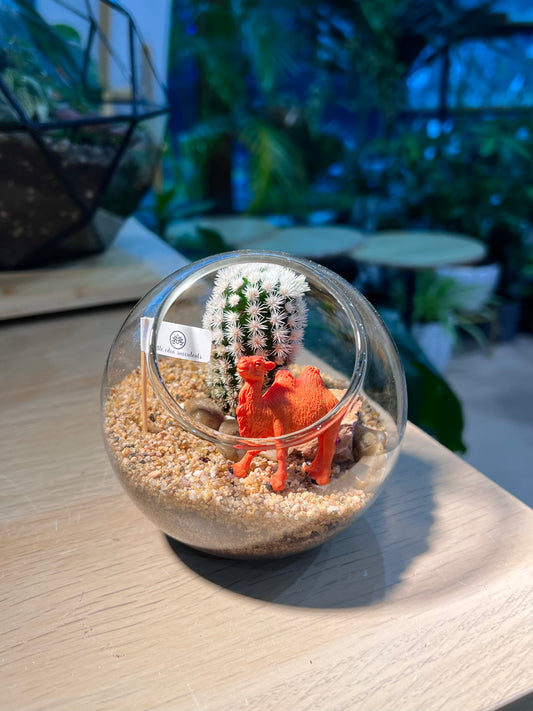 Mammillaria (Cactus) in Round Glass