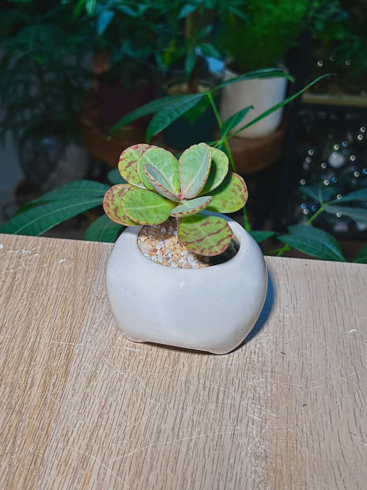 Kalanchoe Humilis (θζδΌ½θθ) Succulent in White Glazed Ceramic Pot