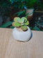 Kalanchoe Humilis (虎斑伽蓝菜) Succulent in White Glazed Ceramic Pot