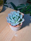 Echeveria Succulent (多肉植物) Echeveria Pulidonis in Textured Terracotta Pot
