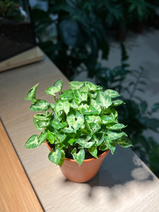 Plastic Pot - Syngonium Mini Pixie