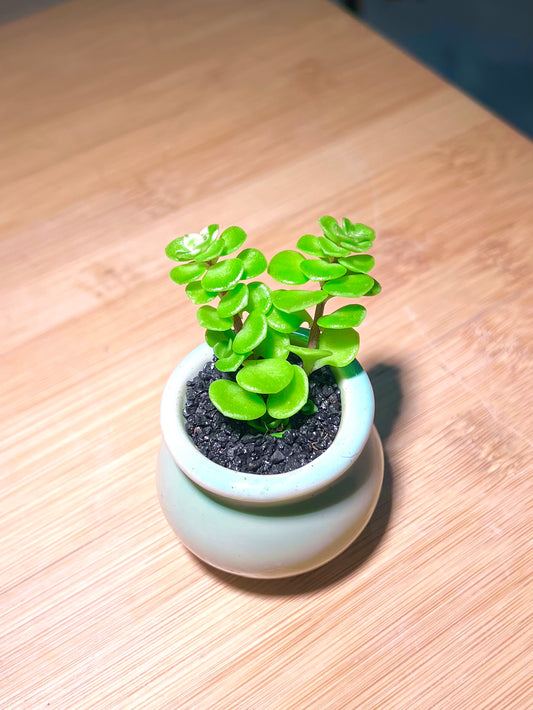 Portulacaria in Mint Green Ceramic Pot