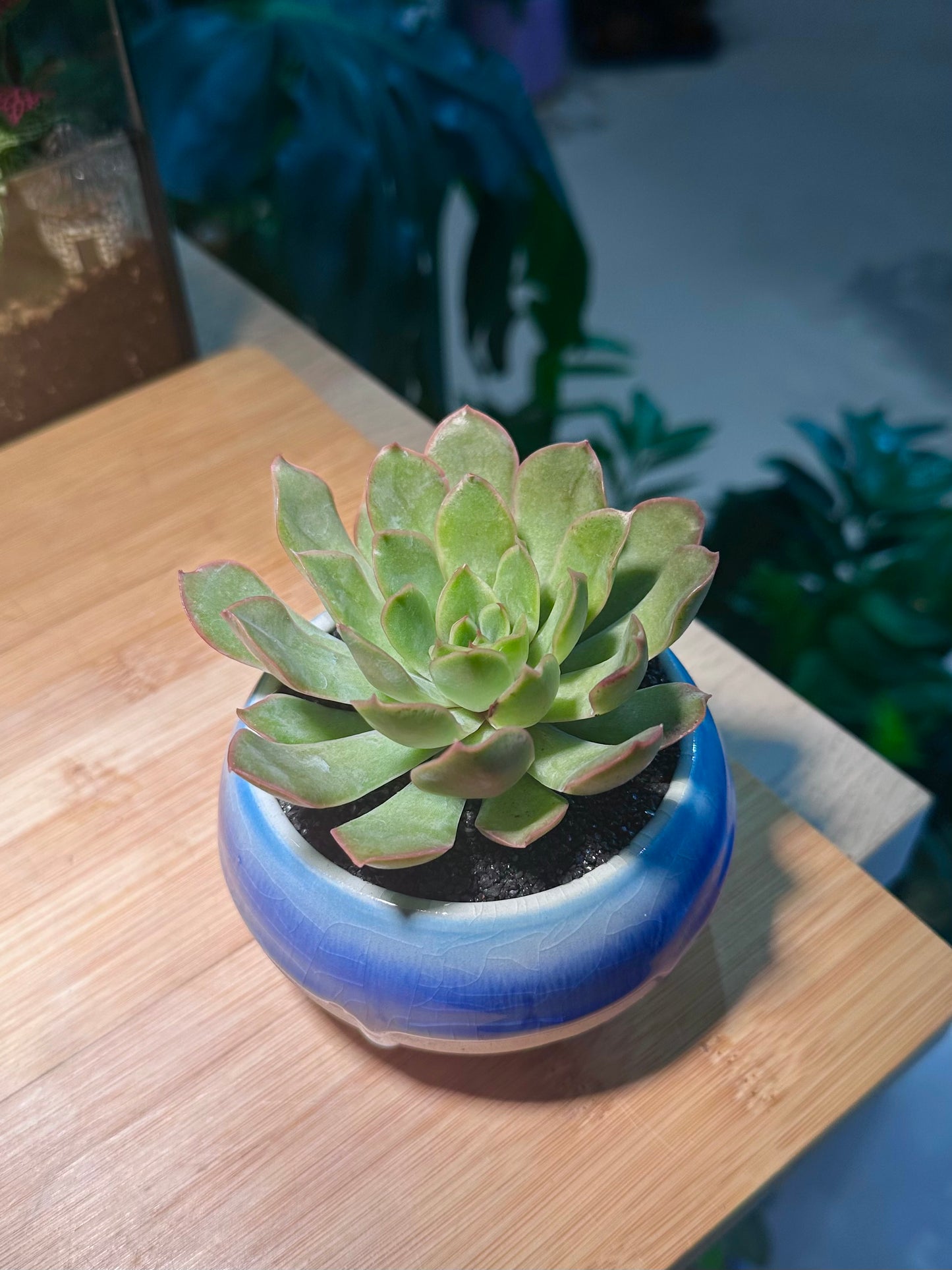 Echeveria Pulidonis in Bicolor Ceramic Pot