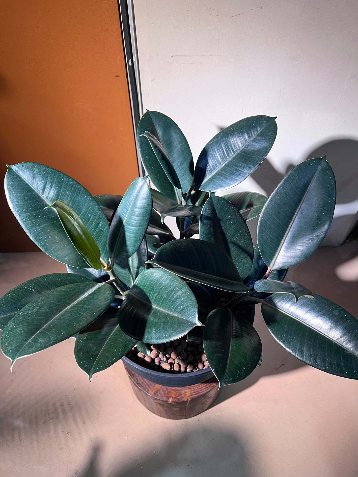 Rubber Plant (Ficus Elastica Black Bargundy 橡皮树) in High Density Polymer Pot