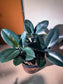Rubber Plant (Ficus Elastica Black Bargundy 橡皮树) in High Density Polymer Pot