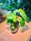 Philodendron Burle-Marx in Unique Water Based Glass