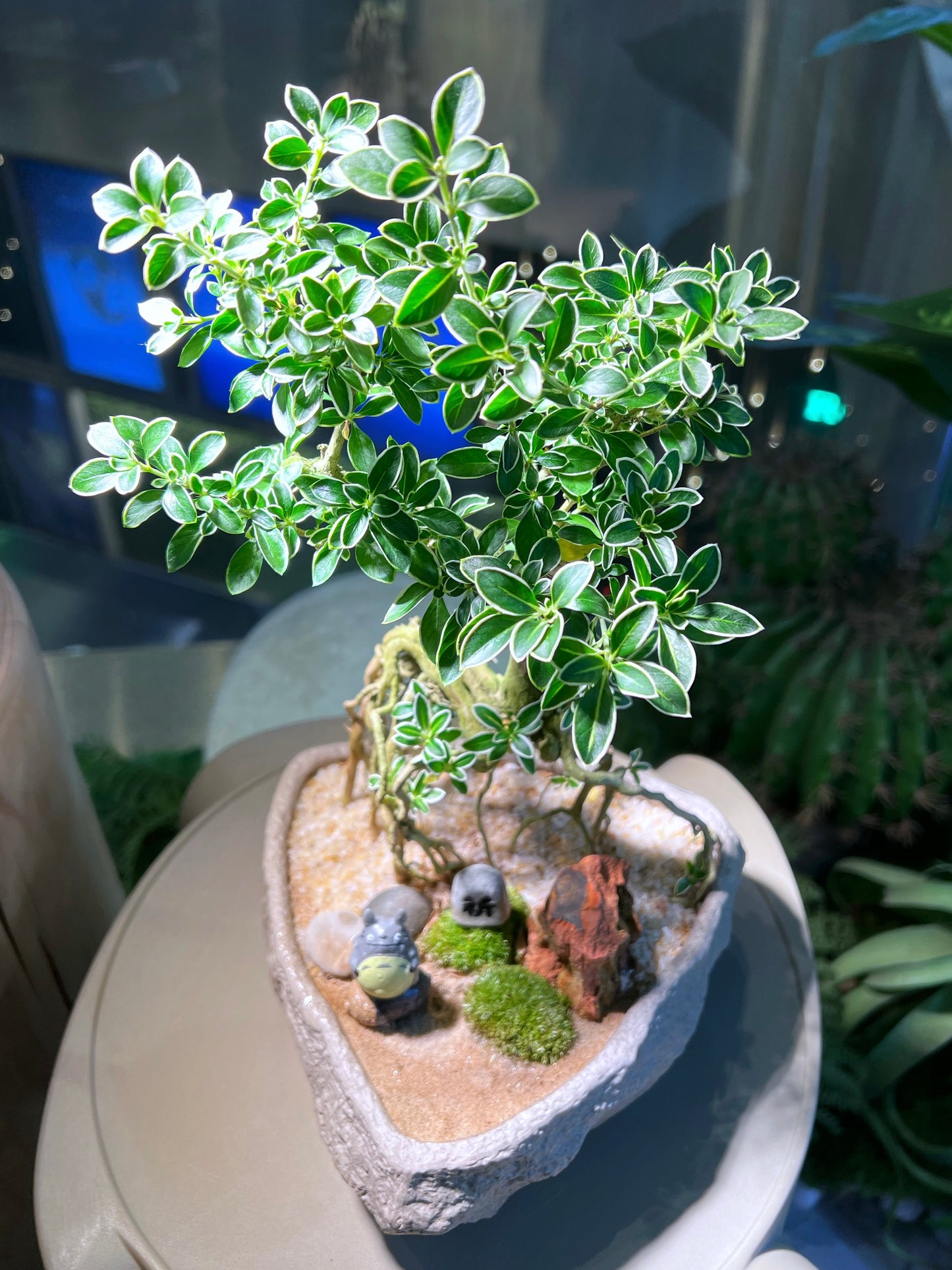 Snowrose Bonsai Serissa Green White (六月雪) with Moss Arrangement in Irregular Handmade Concrete Pot