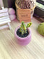 Huernia Cactus in Glazed Gradient Finished Ceramic Pot