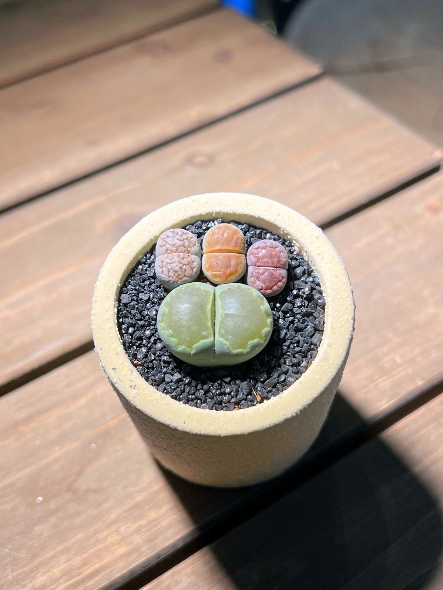 Lithops Paw in Matt Textured Claypot