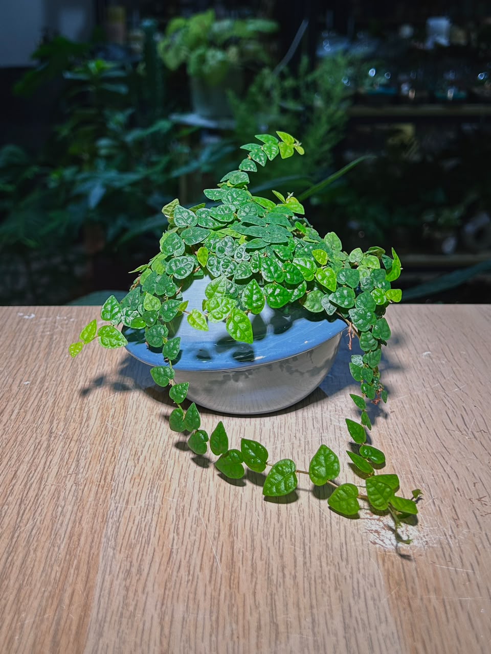 Creeping Fig (攀缘榕) Ficus Pumila in Blue Glazed Ceramic Pot