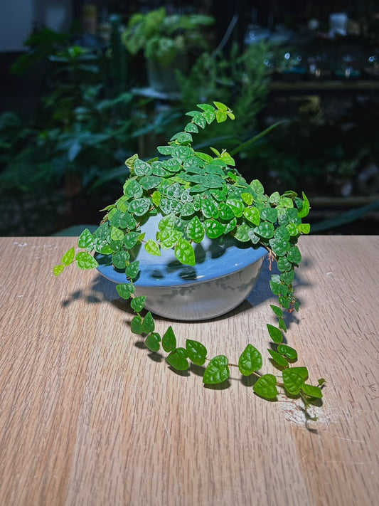 Creeping Fig (ζηΌζ¦) Ficus Pumila in Blue Glazed Ceramic Pot