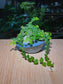 Creeping Fig (攀缘榕) Ficus Pumila in Blue Glazed Ceramic Pot