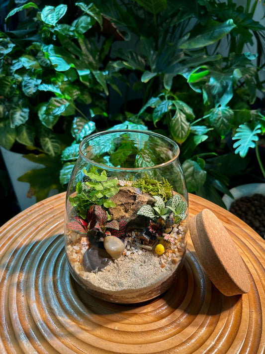 Fittonia and Fern in Glass Jar Terrarium with Cork