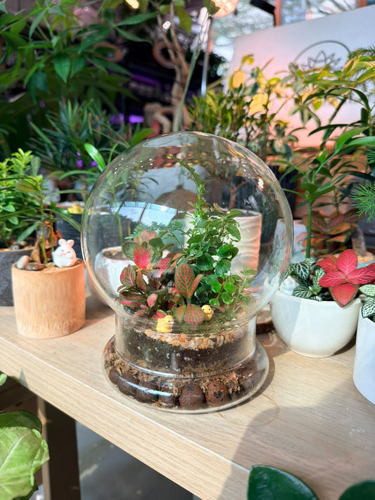 Indoor Plant Arrangement Pumila & Fittonia & Fern (薜荔 & 网纹草 & 蕨类) in Clear Dome Glass