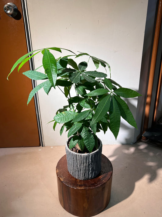 Pachira Tree (发财树) in Stone Textured Pot