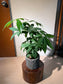 Pachira Tree (发财树) in Stone Textured Pot