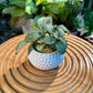 Fittonia in Designer White Golf Pot