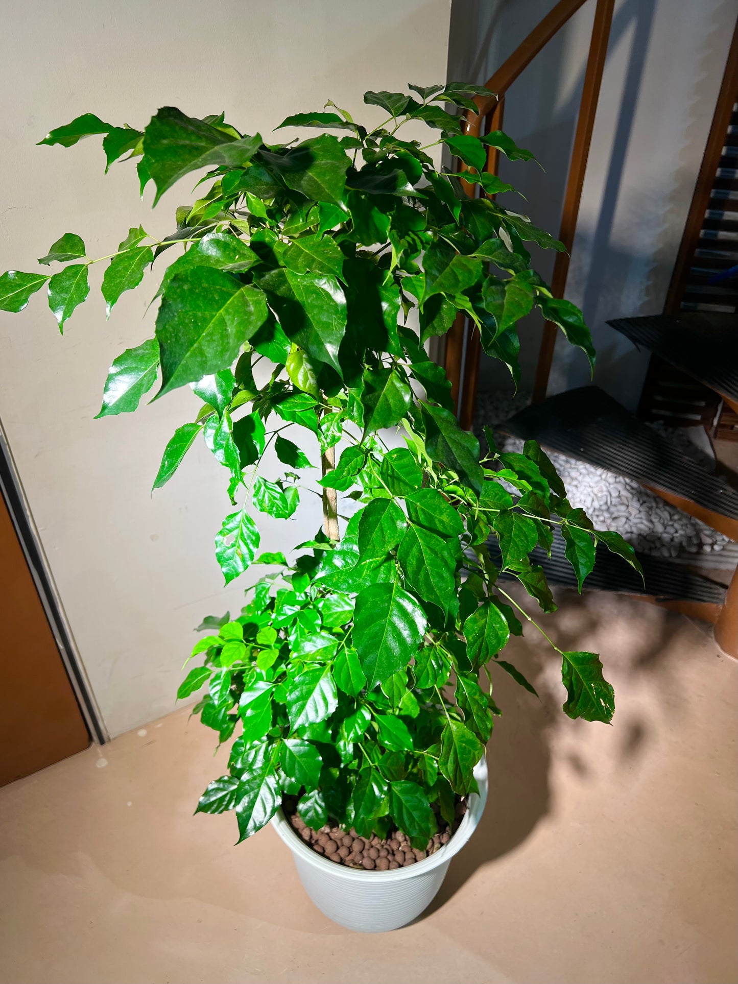 Radermachera Sinica (China Doll) in White Ceramic Pot
