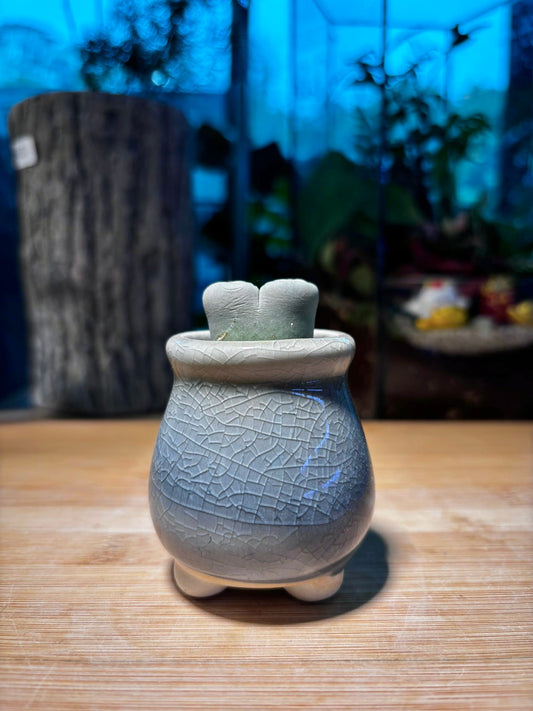 Lithop in Sky Blue Ceramic Pot