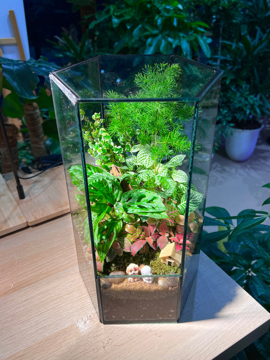 Indoor Plant Terrarium in Hexagonal Tall Glass