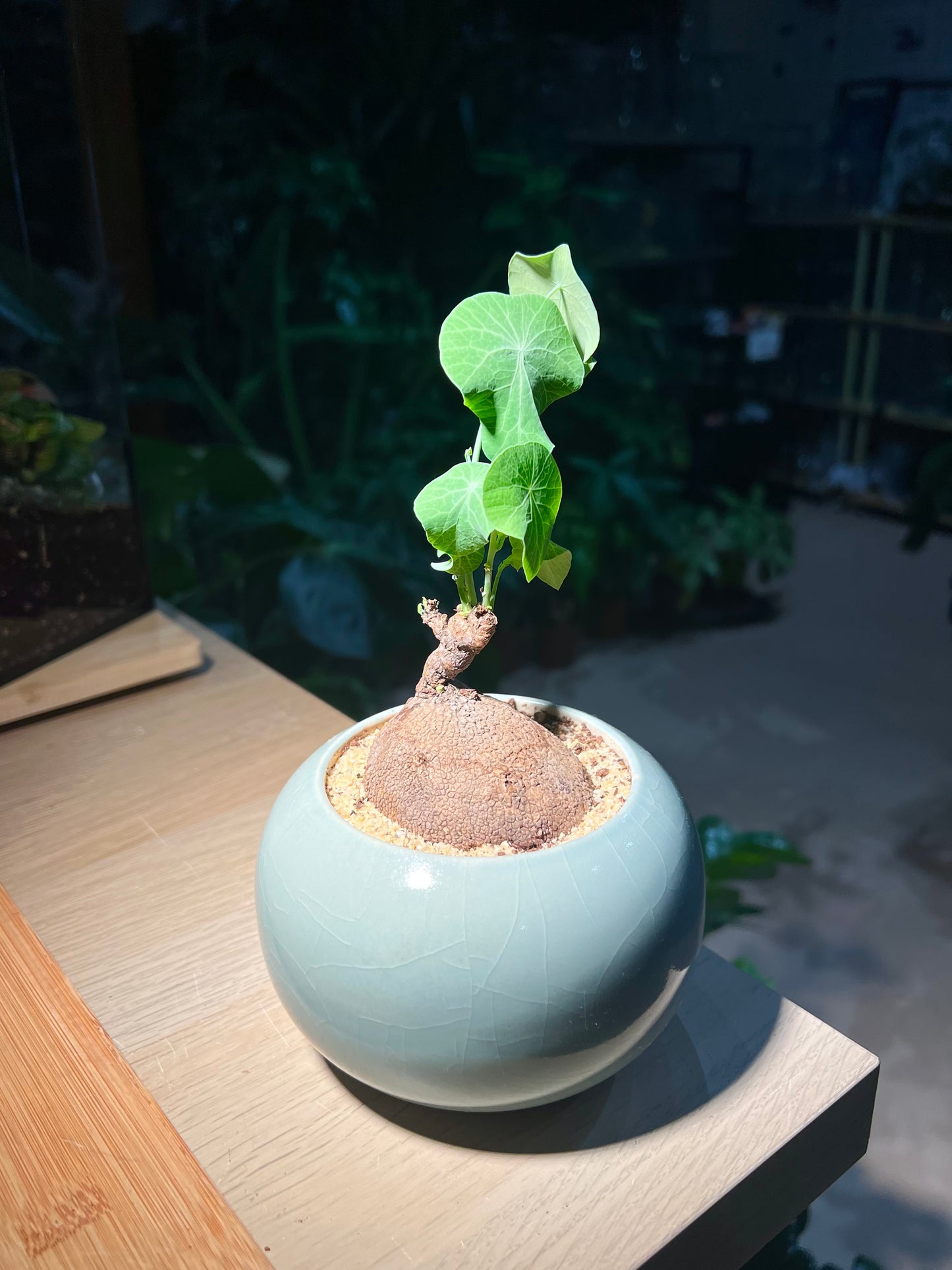 Stephania (山乌龟) in Sky Blue Ceramic Pot