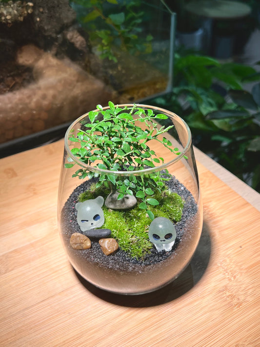 Moss and Muraya Arrangement in Tall Wine Glass