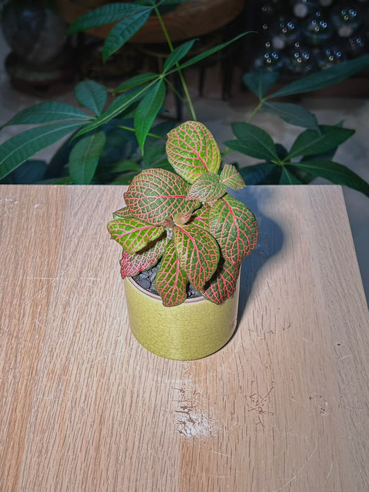 Nerve Plant (网纹草) Fittonia in Yellow Crackle Glazed Ceramic Pot