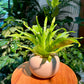 Asplenium Nidus Bird’s Nest Fern in White Designer Pot