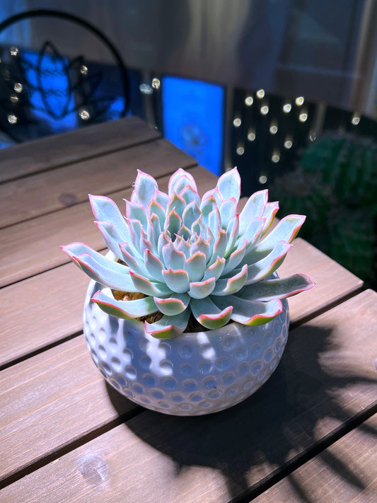 Echeveria in Golf Pot