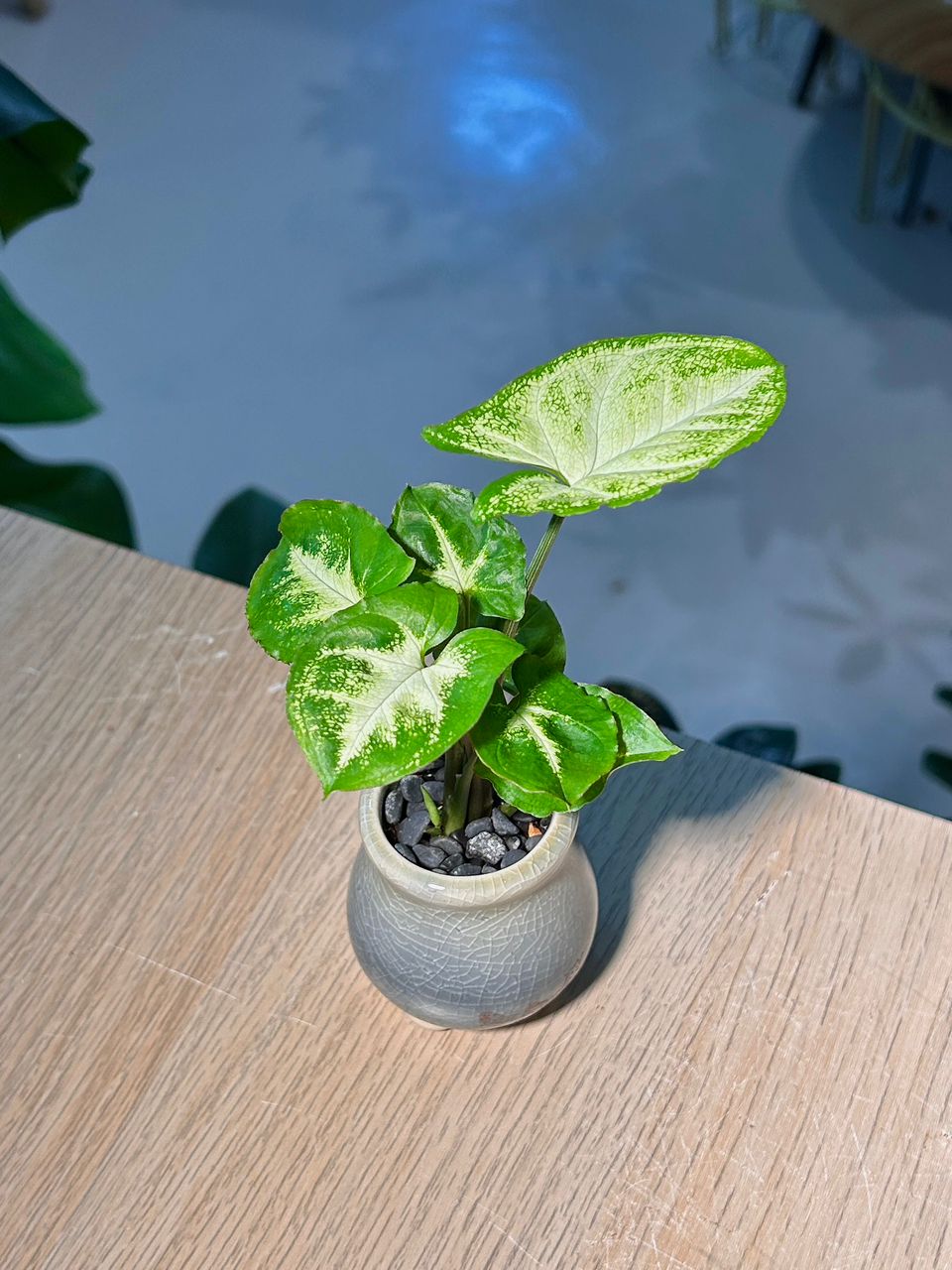 Arrowhead Plant (合果芋) Syngonium Podophyllum in Textured Glazed Ceramic Pot