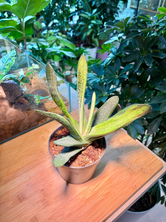 Gasteria Batesiana in Plastic Pot