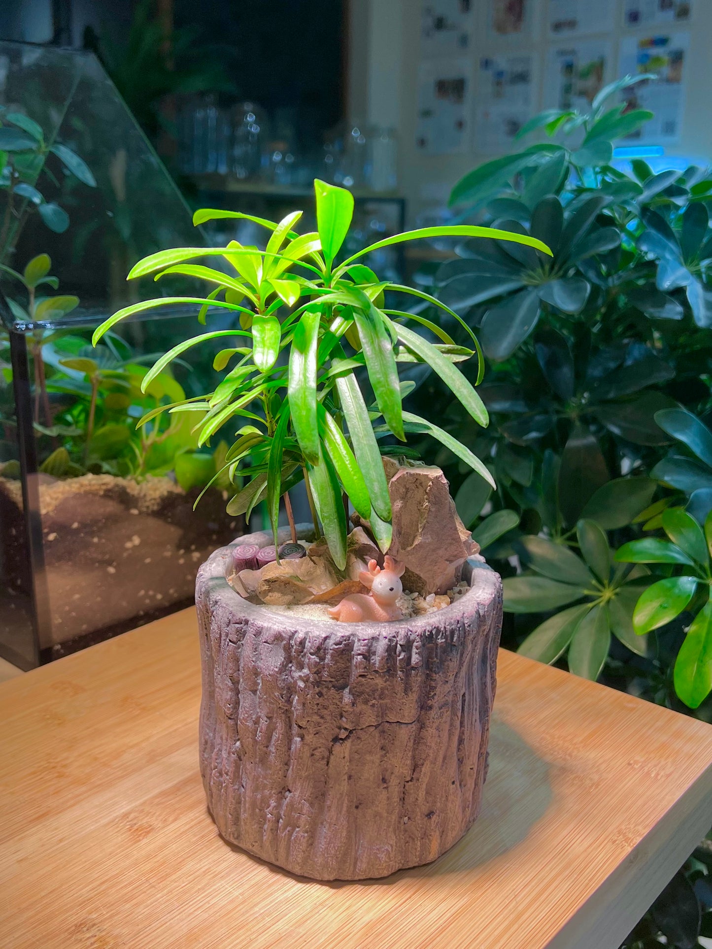 Podocarpus in Faux Stone Pot