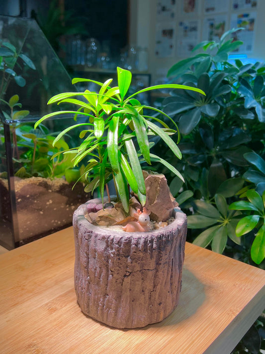 Podocarpus in Faux Stone Pot