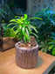 Podocarpus in Faux Stone Pot