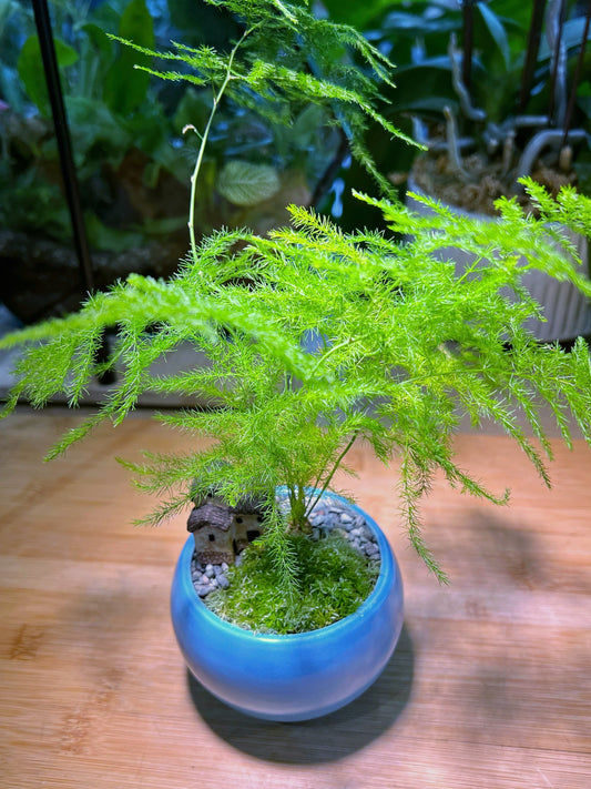 Asparagus Fern with Moss Arrangement in Sea Blue Ceramic Pot