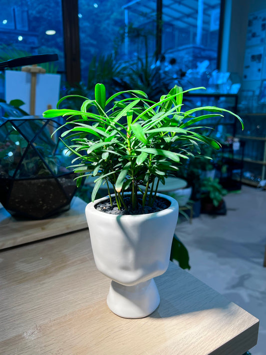 Podocarpus in Elegant Ceramic Pot