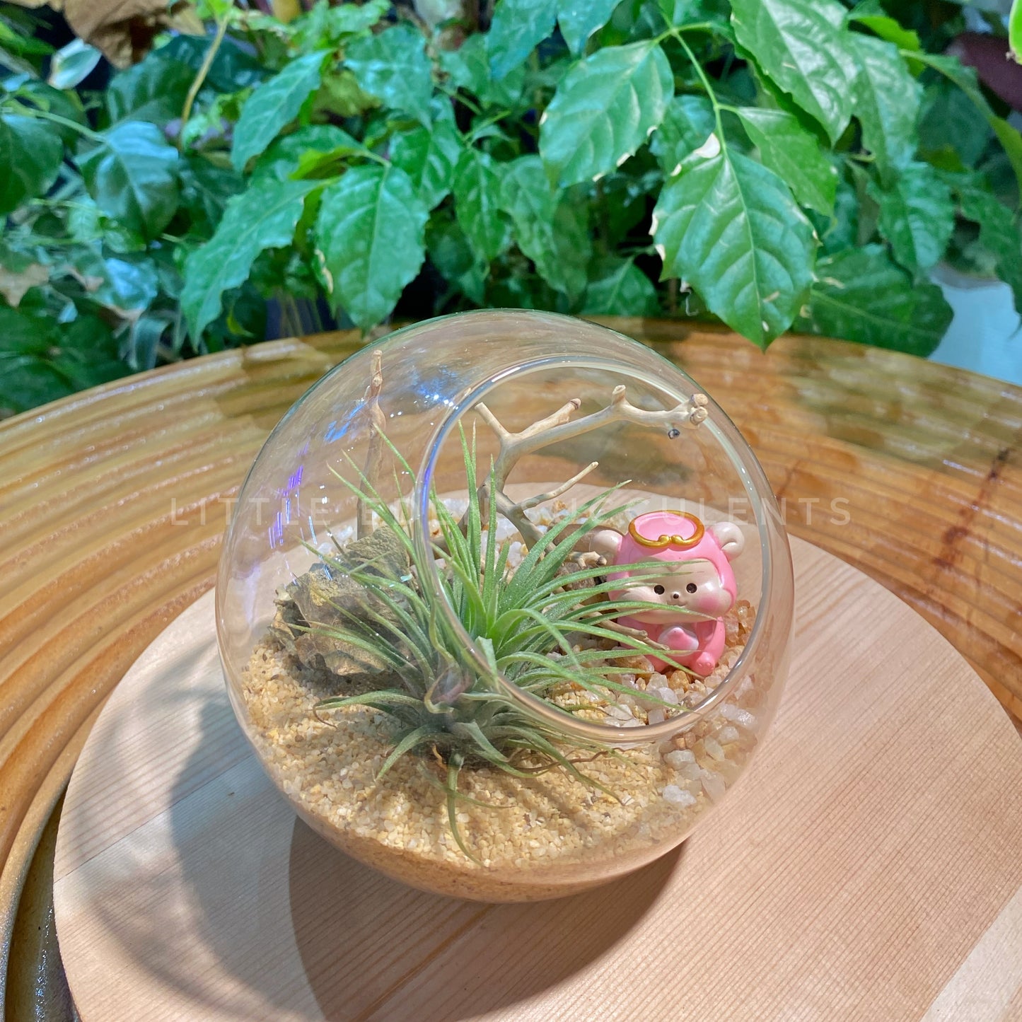 Airplant in Round Glass Terrarium