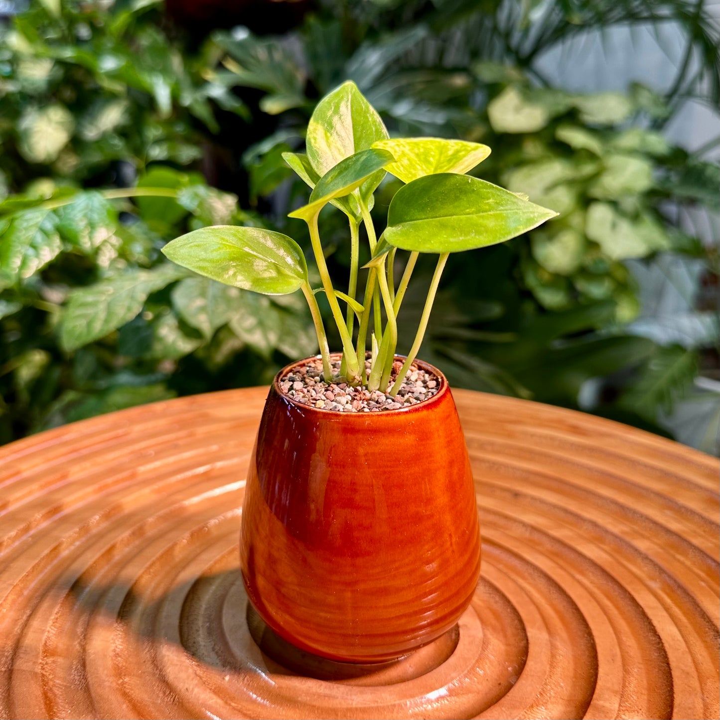 pothos in terracotta Pothos Njoy in Brown Designer Pot