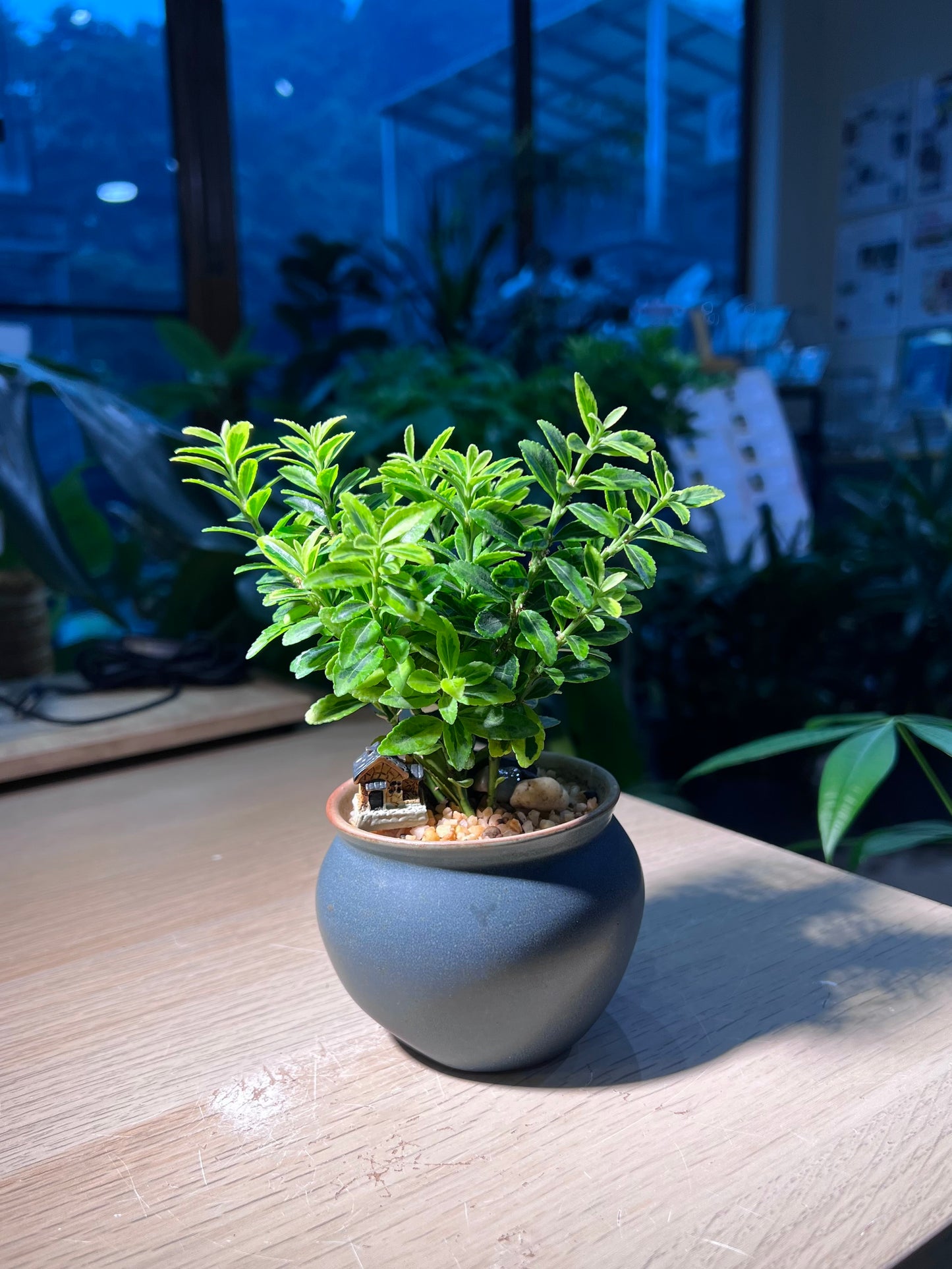 Euonymus Japonicus in Round Sea BlueTextured Pot