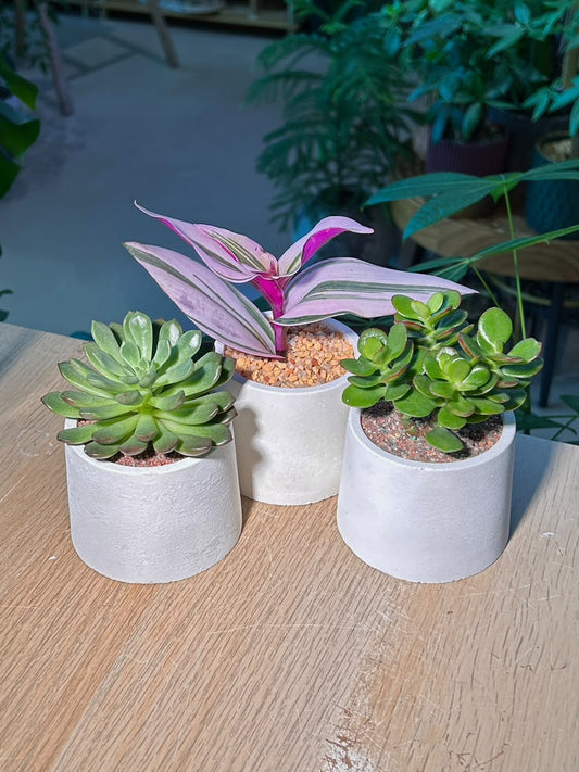 Door Gift - Succulent (多肉植物) in Cylindrical Matte Pot