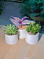 Door Gift - Succulent (多肉植物) in Cylindrical Matte Pot