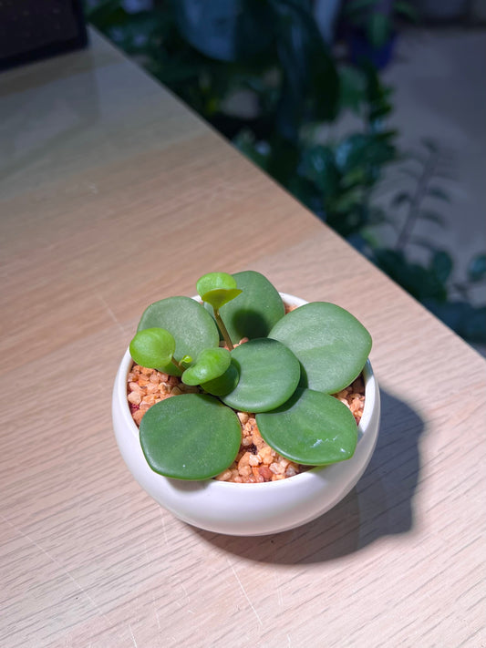Peperomia Hope in Small Round Ceramic Pot