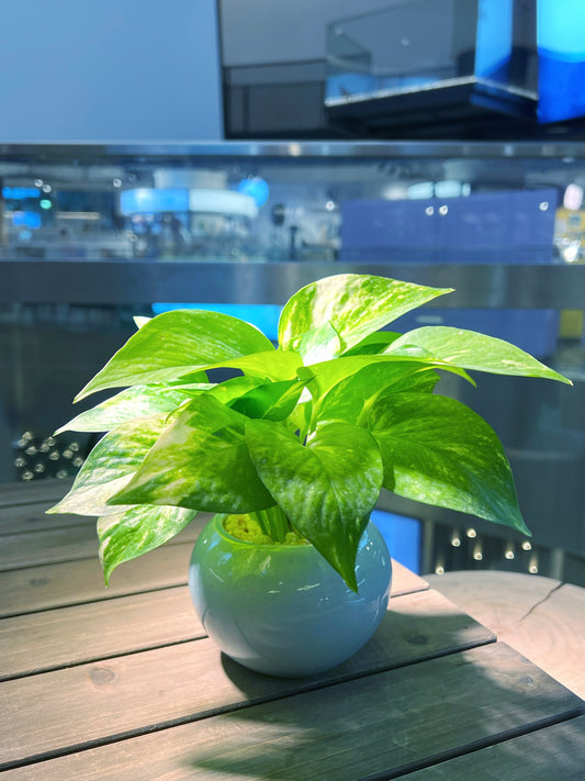 Golden Pothos in Sky Blue Ceramic Pot