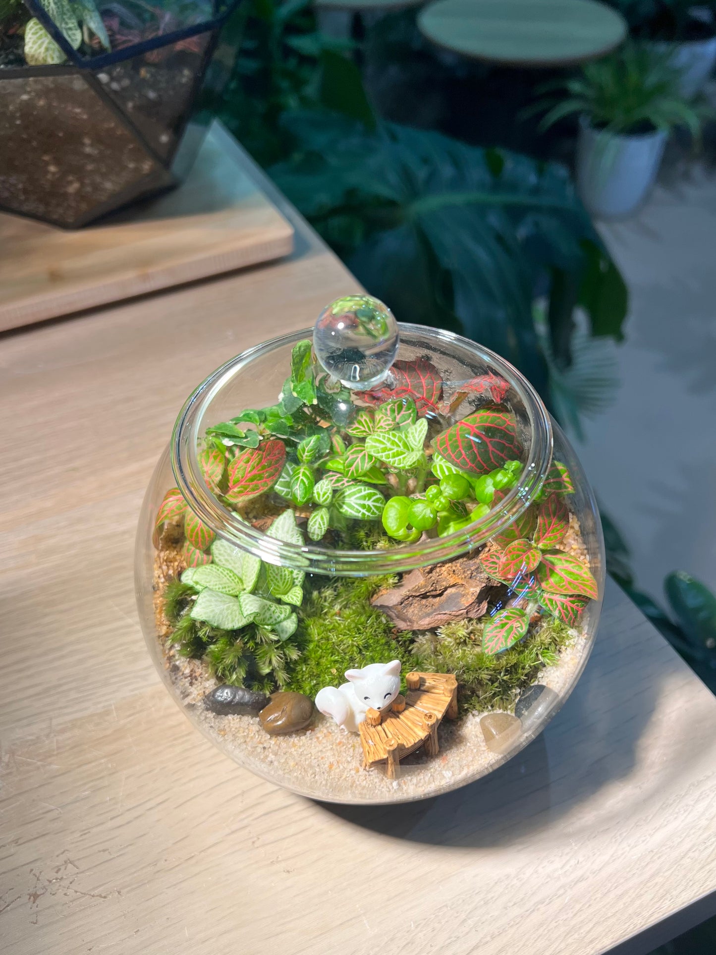 Fittonia, Bubble Plant with Moss (Indoor Plant) Arrangement in Fishbowl with Lid Terarrium