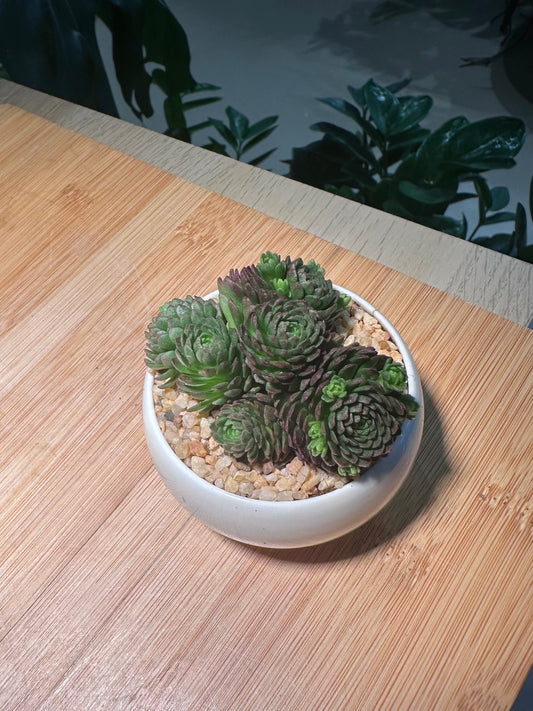 Echeveria Vincent Catto in Small Round Ceramic Pot