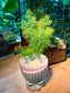 Asparagus Tenuifolius in Ribben Pink Pot 🎀