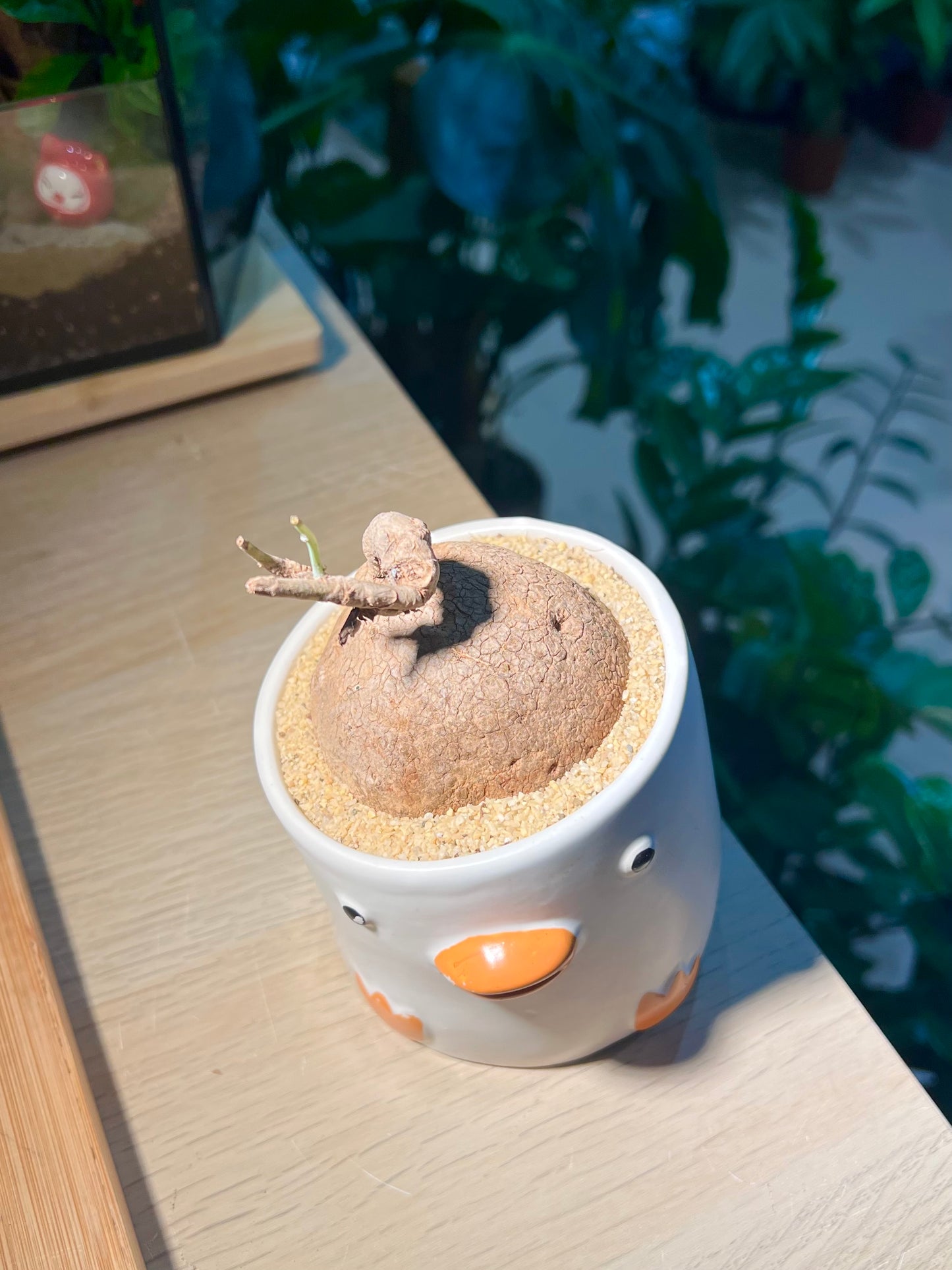 Stephania (山乌龟) in Duck Pot
