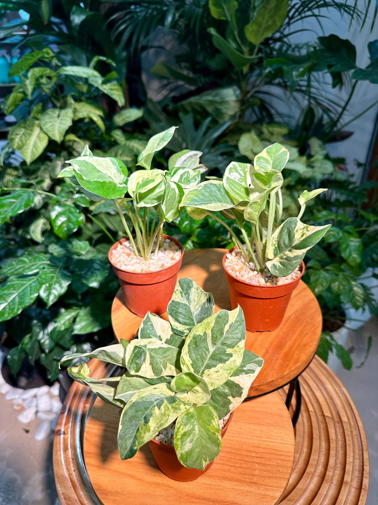 Pothos N'Joy in Plastic Pot