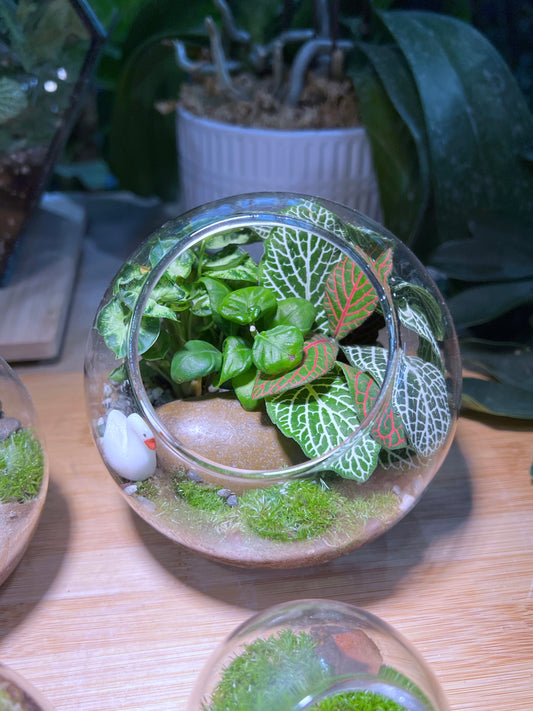 Fittonia and Fern with Moss Arrangement in Round Glass Terrarium (L)